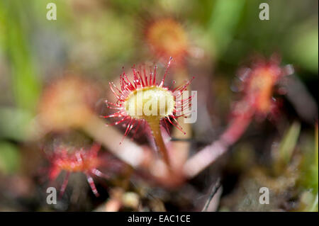 Le rossolis à feuilles rondes Drosera rotundifolia Kent UK Banque D'Images