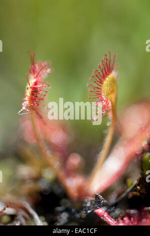 Le rossolis à feuilles rondes Drosera rotundifolia Kent UK Banque D'Images