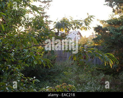 Branche de l'arbre de la cerise dans jardin en été Banque D'Images