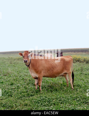Vache laitière dans domaine Banque D'Images