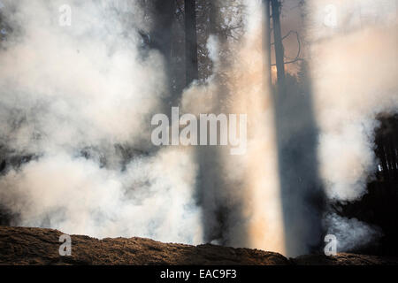 Le Roi Feu dans la forêt nationale d'El Dorado, California, USA. Banque D'Images