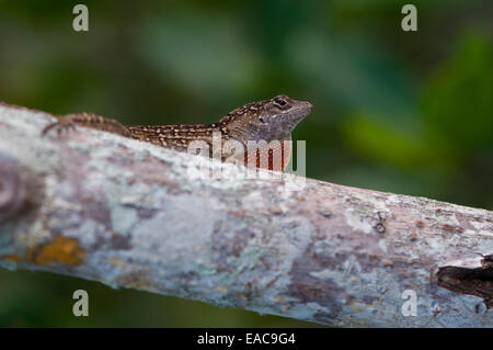 Anolis sagrei Anole brun (lézard) avec fanon à Sarasota, Floride, USA Banque D'Images