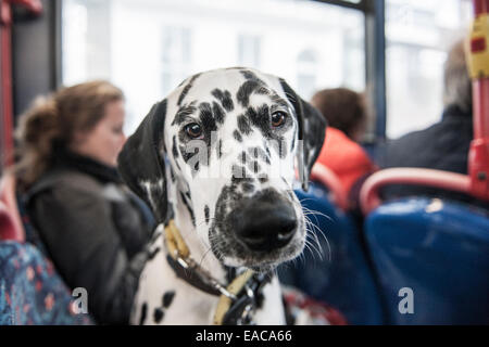 Un chien Dalmatien sur un bus dans le centre de Londres Banque D'Images