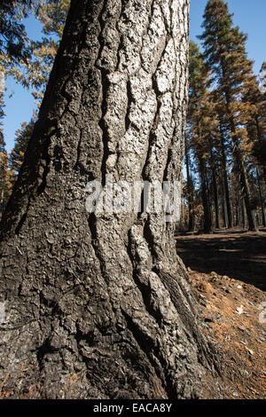 Le Roi incendie qui a détruit 97 717 hectares de la Forêt nationale d'El Dorado, en Californie, USA. À la suite d'un sommet sans précédent de quatre ans Banque D'Images