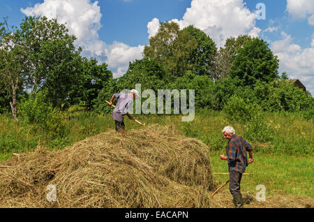 Le séchage du foin, du transport et de foin pour les vaches et les chevaux dans le village. Banque D'Images