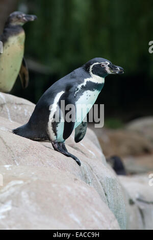 Humboldt, ou du Pérou, (Spheniscus humboldti). Des profils. Penguin Beach Voir la pièce. Le Zoo de Londres. Regent's Park. Londres. UK. Banque D'Images