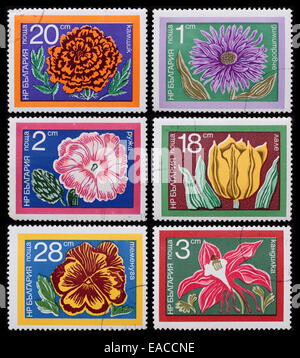 Bulgarie - circa 1978 : un post de timbres en l'image de la Bulgarie montre des fleurs, fleurs de la série, vers 1978. Banque D'Images