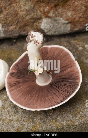 Champignons sur le terrain (Agaris campestris). Recueillis, et révélant le dessous montrant les branchies et la queue. Le Norfolk. L'Angleterre. UK. Banque D'Images