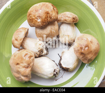 Boletus edulis aka penny bun ou champignons porcino ou cep Banque D'Images