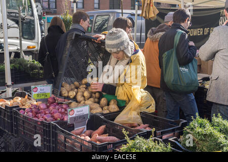 Re un travailleur-stocks son offre de pommes de terre non-OGM du local à l'Union Square Greenmarket à New York Banque D'Images