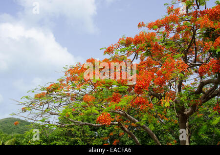 Fleurs orange vif sur un arbre flamboyant à St John Banque D'Images