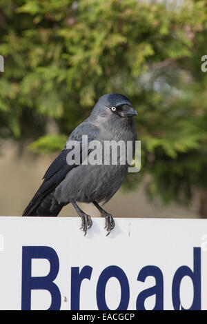 Choucas (Corvus monedula). Percher sur signer aux côtés d'un Broadland parking public. Le Norfolk. UK. Banque D'Images