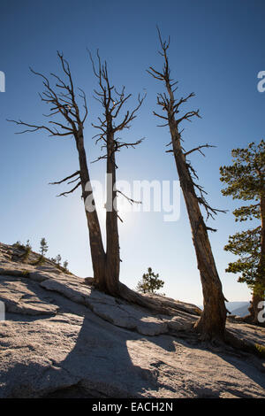 Les arbres morts sur Sentinel Dome à Yosemite National Park, California, USA. Banque D'Images