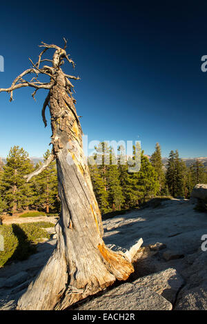 Les arbres morts sur Sentinel Dome à Yosemite National Park, California, USA. Banque D'Images