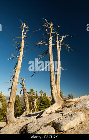 Les arbres morts sur Sentinel Dome à Yosemite National Park, California, USA. Banque D'Images