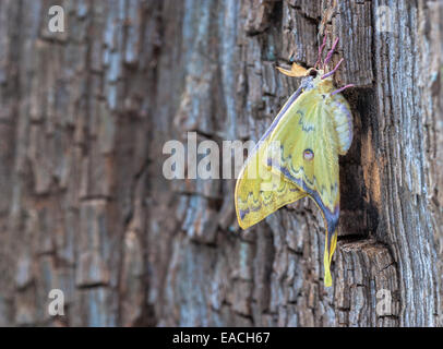 Papillon de lune chinois mâle en train de sécher les ailes juste après. Banque D'Images