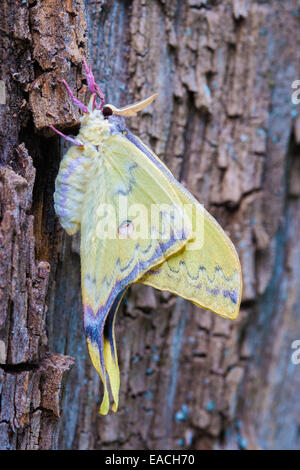 Papillon de lune chinois mâle en train de sécher les ailes juste après. Banque D'Images