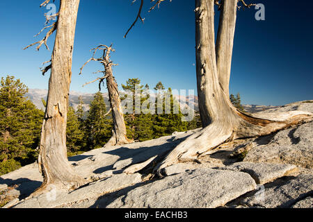 Les arbres morts sur Sentinel Dome à Yosemite National Park, California, USA. Banque D'Images