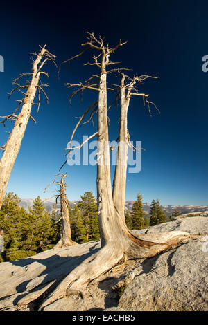 Les arbres morts sur Sentinel Dome à Yosemite National Park, California, USA. Banque D'Images