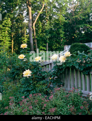 roses de jardin Banque D'Images