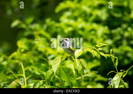 Mâle adulte chant Golden-winged Warbler Vermivora chrysoptera, tandis que, perché sur une branche sur le fond vert Banque D'Images