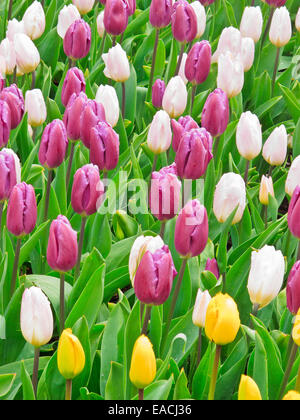 Tulipes en différentes couleurs Banque D'Images