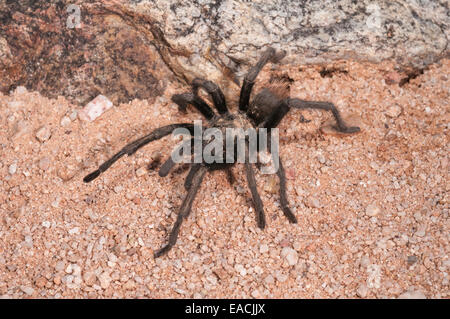 Desert blonde tarantula, Aphonopelma chalcodes, Green Valley, Arizona, USA ; à partir de l'Arizona et le Mexique Banque D'Images