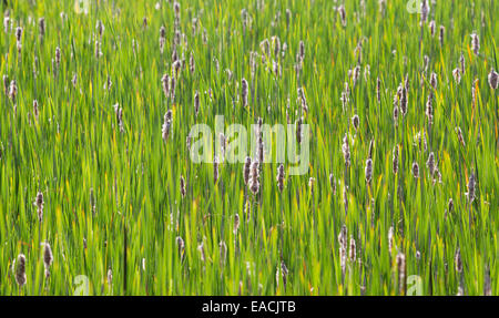 Bullrush commun ou les quenouilles (Typha latifolia), Essex, Royaume-Uni Banque D'Images