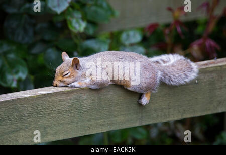 L'Écureuil gris (Sciurus carolinensis) ou d'Écureuil gris, dormir dans un jardin au Royaume-Uni