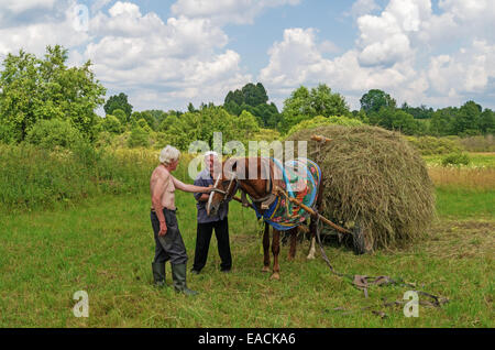 Le séchage du foin, du transport et de foin pour les vaches et les chevaux dans le village. Banque D'Images