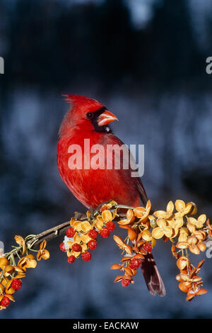 Le nord de l'Homme le Cardinal, le Cardinal cardinalis, perché sur la branche américaine bittersweet, Celastrus scandens, Missouri USA Banque D'Images