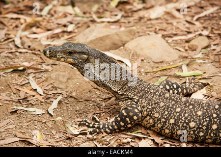 Goanna Banque D'Images