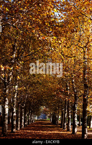 Automne Prague Letná Park, parc de Prague l'automne les arbres d'allée, République Tchèque Banque D'Images