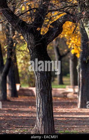 Automne parc Letna Prague République tchèque l'allée du parc Banque D'Images