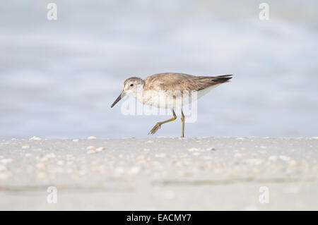 Willet, Tringa semipalmata, sur la plage et dans les vagues de la côte ouest, du golfe du Mexique, au Fort de Soto, Florida, USA Banque D'Images