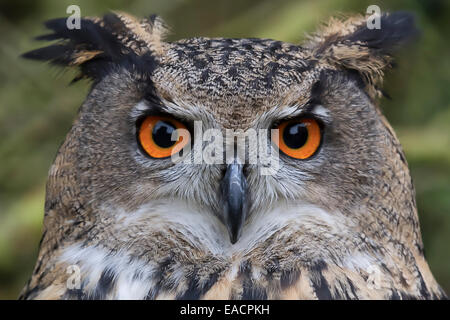 Un close up head photographie d'un hibou Grand-duc Banque D'Images