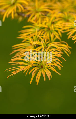 Automne Couleur de Golden Larch, Pruhonice, République tchèque, 1 octobre, 2014. (Photo/CTK Zdenek Kiesenbauer) Banque D'Images