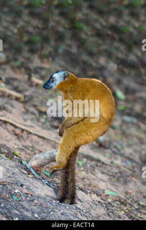 À la façade rouge lémurien Brun (Eulemur rufus), le parc national Tsingy de Bemaraha, Bekopaka, province de Majunga, Madagascar Banque D'Images