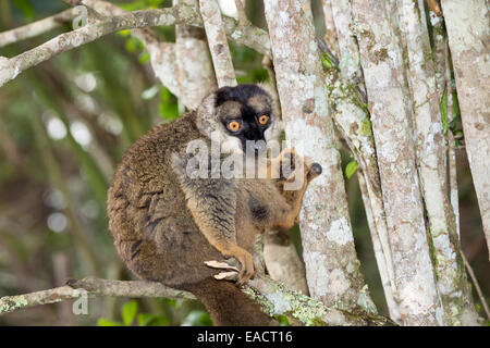 À la façade rouge lémurien Brun (Eulemur rufus), Parc national Parc Mantadia- Andasibe, Madagascar Banque D'Images