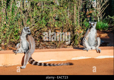 Bague deux lémuriens à queue (Lemur catta), la réserve naturelle de Berenty, Fort Dauphin, la province de Toliara, Madagascar Banque D'Images