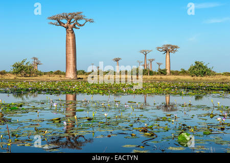 Les baobabs (Adansonia grandidieri) reflétant dans l'eau, Morondava, la province de Toliara, Madagascar Banque D'Images