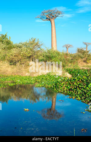 Les baobabs (Adansonia grandidieri) reflétant dans l'eau, Morondava, la province de Toliara, Madagascar Banque D'Images