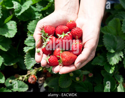 Les fraises dans les mains d'une femme. Feuilles vertes sur l'arrière-plan. Banque D'Images