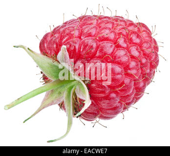 Un riche de framboise isolé sur un fond blanc. Banque D'Images