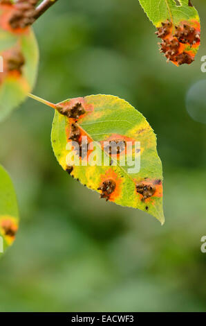 Poirier (Pyrus) et la poire (rouille Gymnosporangium fuscum gymnosporangium sabinae) syn. Banque D'Images