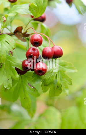 Politique L'aubépine (Crataegus monogyna) Banque D'Images