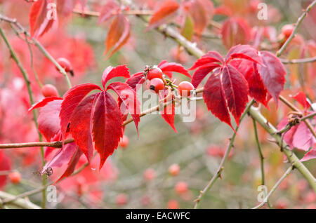 Vigne vierge (Parthenocissus quinquefolia) et rose (Rosa) avec églantier Banque D'Images