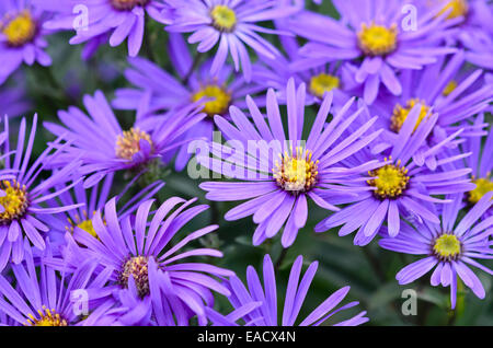 Aster (Aster amellus italien) Banque D'Images