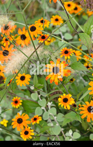 La rudbeckie hérissée (Rudbeckia hirta 'Prairie Sun') Banque D'Images