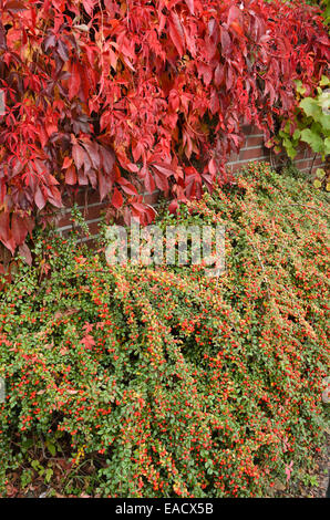 Vigne vierge (Parthenocissus quinquefolia) et (cotoneaster cotoneaster) Banque D'Images